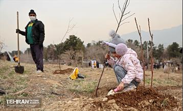 کاشت 2000 نهال مثمر در بوستان جنگلی چیتگر 12