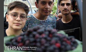 دومین جشنواره شاتوت دردهستان سولقان 23