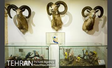 موزه طبیعت و حیات وحش دارآباد تهران 9