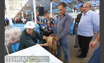 عرضه بهداشتی دام در جایگاه منطقه 2 شهرداری تهران  9