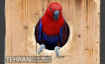 باغ پرندگان تهران 33