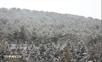 بارش برف زمستانی در بوستان سرخ حصار 5