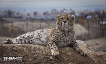 پیروز؛ پسر ایران 13