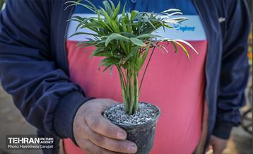 بازار گل محلاتی  16