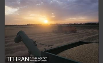 برداشت گندم در مزارع جنوب تهران‎ 13