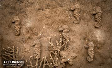 اقیانوس پارک  17