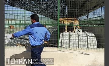 نقاهتگاه سگ های بدون صاحب واقع در آراد کوه 47