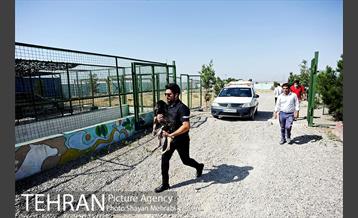 نقاهتگاه سگ های بدون صاحب واقع در آراد کوه 38