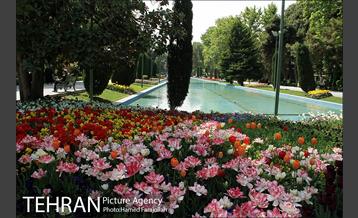 لاله های بهاری پارک شهر 9