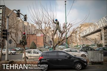آغاز فصل هرس درختان- 2
