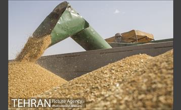 برداشت گندم در مزارع جنوب تهران‎ 8