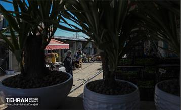 بازار گل محلاتی  7