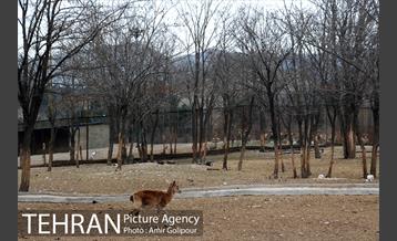 پاییز در میشه زار بوستان جنگلی چیتگر 1