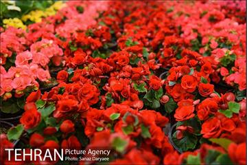 شانزدهمین نمایشگاه گل و گیاه تهران 11