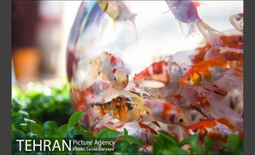 بازار گل شهید محلاتی در آستانه نوروز 6