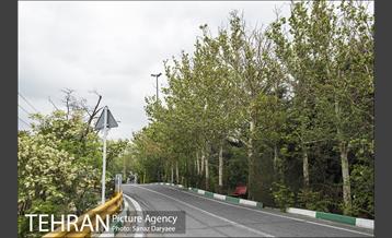 بوستان جنگلی لویزان 15