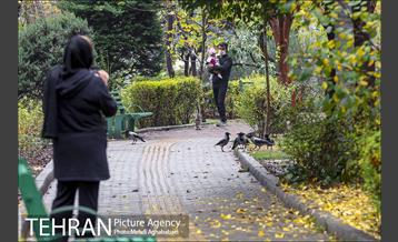 سمفونی برگ های پاییزی 23