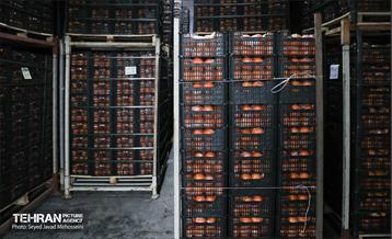 بازدید از سردخانه 17