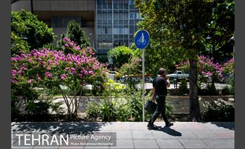 گل های توری 2