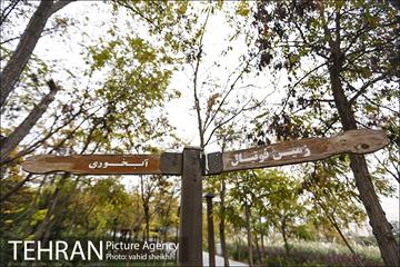 طبیعت پاییزی بوستان فدک 6
