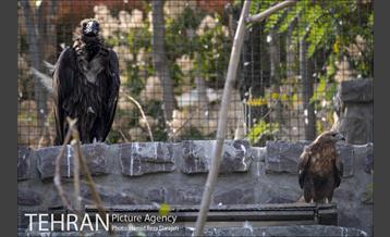 باغ پرندگان فاز دوم 17