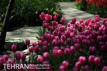 رویش گل های لاله در باغ ایرانی 28