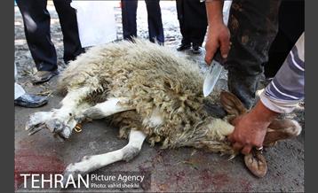 بازار فروش دام در محله طرشت به مناسبت عید قربان 11