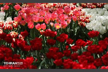 باغ ایرانی میزبان لاله‌ها 26