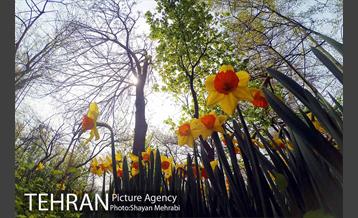 رویش گل های لاله در باغ ایرانی 42