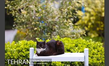 بوستان گفتگو 22