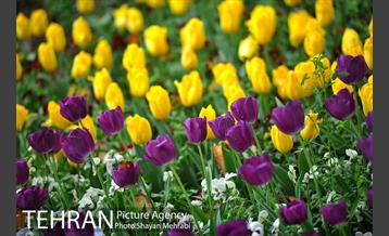 رویش گل لاله در پارک شهر 21