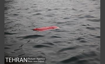 سقوط بالگرد در دریاچه شهدای خلیج فارس