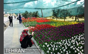 پیاده راه لاله مادران 53