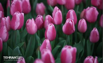 به وقت اردیبهشت؛ باغ ایرانی 21