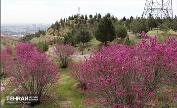 بهار ارغوانی 13