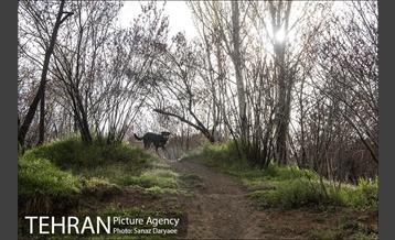 تعطیلی بوستان جنگلی سرخه حصار به منظور پیشگیری از شیوع ویروس کرونا 11