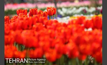باغ گل لاله های ایرانی در بوستان آبشار تهران‎ 14