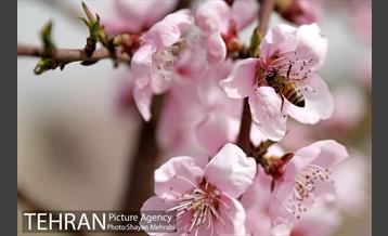 بهار در تهران 28