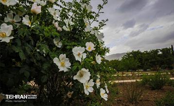 طبیعت بهاری در باغ گیاهشناسی ملی ایران 23