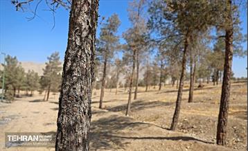 بازدید اصحاب رسانه از روند انجام عملیات احیای چیتگر 62