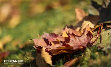 سمفونی رنگ های پاییزی - کاخ سعدآباد 27