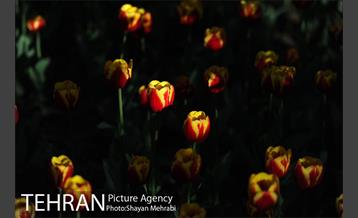 رویش گل های لاله در باغ ایرانی 9