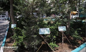 اولین میدانگاه محیط زیستی شهر تهران 21