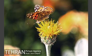 پرواز پروانه ها در شهر 7