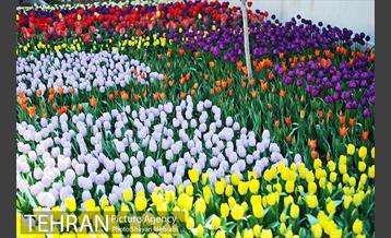 پیاده راه لاله مادران 40