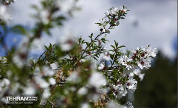 و اینک بهار 8