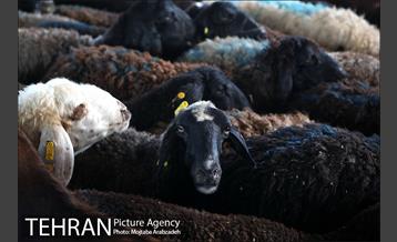 مرکز عرضه دام بهداشتی به مناسبت عید قربان در منطقه 14