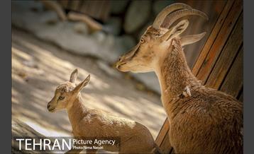 زندگی در قفس 5