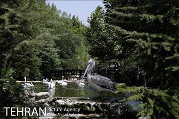 باغ پرندگان تهران 16
