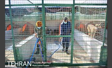 مرکز نگهداری سگ های بدون صاحب  8